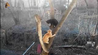 EPIC Cat Fight Compilation!