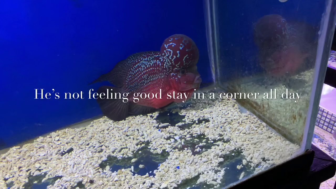 Flowerhorn cichlids it’s gonna be all right YouTube