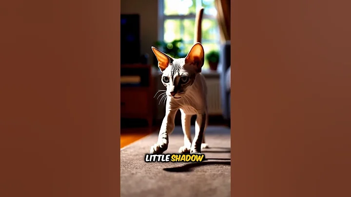 Video 10381261: sphynx cat, hairless wonders, meet hairless