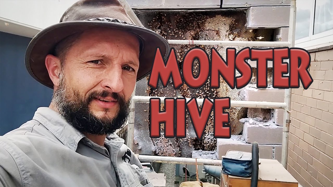 Solo Beehive Rescue: 5 Metres Up a Supermarket Wall! 🐝💪