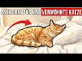Ist Ihre Katze verwöhnt? 11 Anzeichen