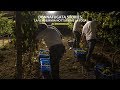 La vendemmia notturna | Donnafugata