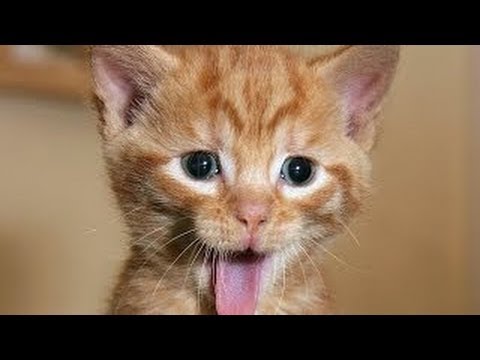 Videos graciosos - Videos de risa de animales chistosos - gatos y mas! - YouTube