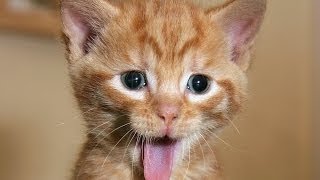 Videos graciosos  - Videos de risa de animales chistosos - Perros, gatos y mas!