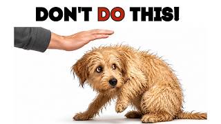 21 Human Behaviors Dogs Hate the Most | Dog Love