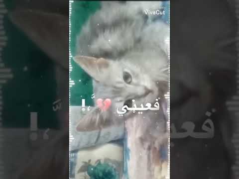 مش قادره انساه ياجماعه يارب ادعوله بالرحمه