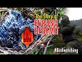 THE STORY OF BURUNG DEDEMIT, MBOLANG KETEMU SARANG BURUNG YANG PALING SUSAH DICARI !! #birdwatching
