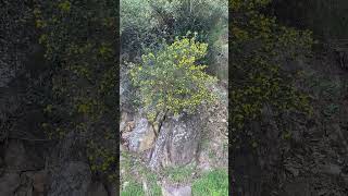 Bush Poppies #avalon #catalina #island #california Canvas: jcr8smerch.Printify.me