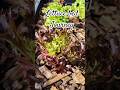 🌱Lettuce Story. Punnet to Garden bed 🌱 #growfood #lettuce