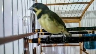 Melhor Vdeo Para O Coleiro Aprender Tui Tui Zero Zero Perfeito