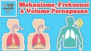 Human Respiratory Mechanism, Respiratory Frequency and Respiratory Volume screenshot 3