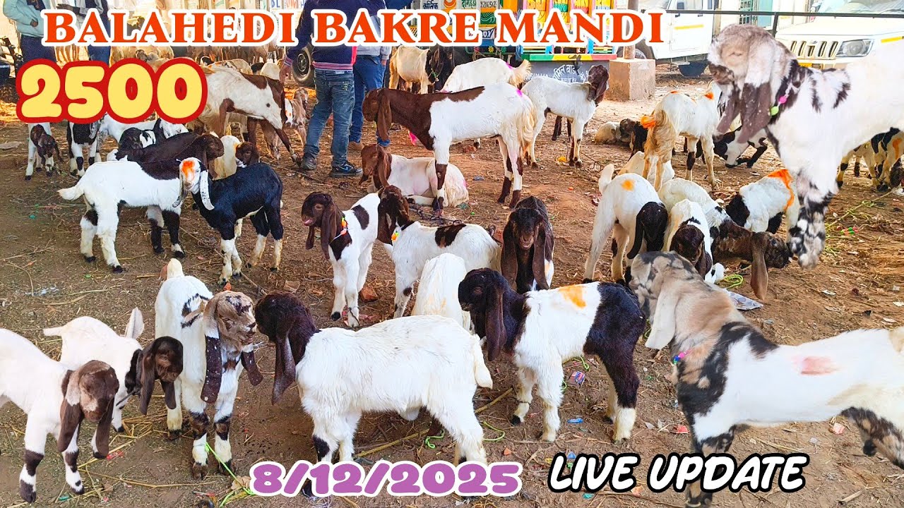 Balahedi bakre mandi live update 8/12/2025 biggest mandi in Rajasthan