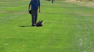 Chisu Vom Drackenwolf IGP 1- Article training  - German Shepherd schutzhund tracking training