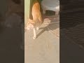 Funny videos with 😺😺😺🐈