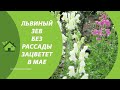 Выращиваю цветы ЛЬВИНЫЙ ЗЕВ БЕЗ РАССАДЫ 💐— Мой львиный зев (Антирринум) уже цветет на клумбе в мае 👍