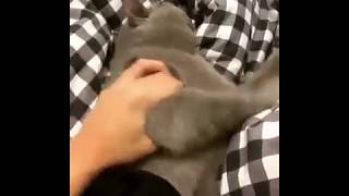 Kedi Çorabı Koklayınca Bayılıyor