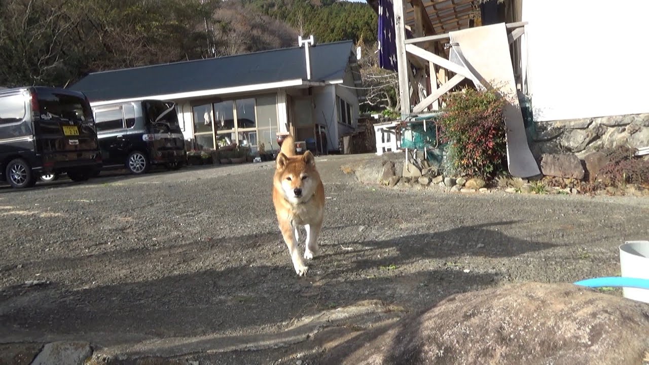 日本庭園にヒヨコと柴犬♪♪ Record of waiting for one - YouTube