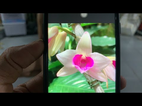 Video Sen Hồng hàm yên, bệt Huyền diệu… ???? - YouTube