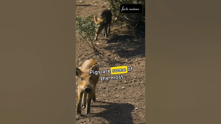 5 Fun Facts About Pigs You Didn’t Know! #animalfactarchive #animalfacts