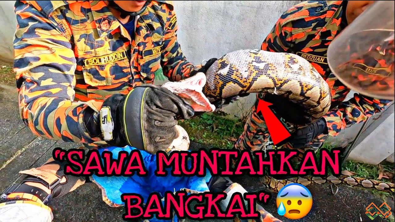 JANGAN DI GANGU SAWA SEDANG KEKENYANGAN | DIA MAKAN APA TU? KESIANYA | CELORENG BOMBA |