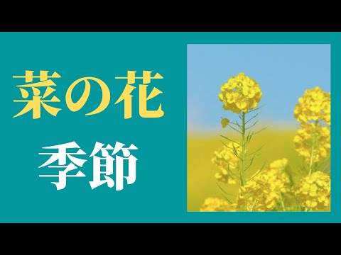 菜の花 の 季節
