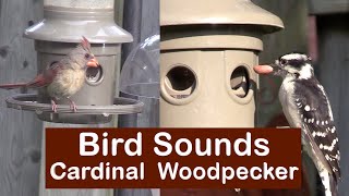 Bird Sounds Cardinal - Woodpecker screenshot 2