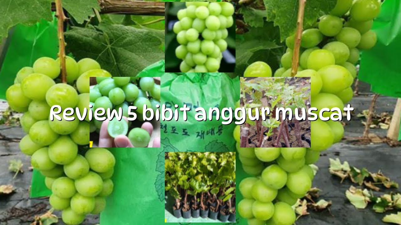 5 Review bibit anggur muscat-adaptasi sulit tapi tumbuh subur - YouTube