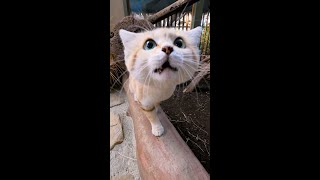 Sand Cat Sweetheart 💘