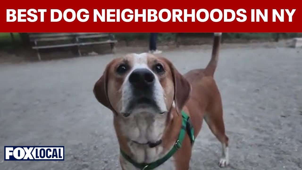 New York City's best neighborhoods for dog lovers ranked