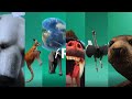 All Planet Zoo Intros (updated 1.8)