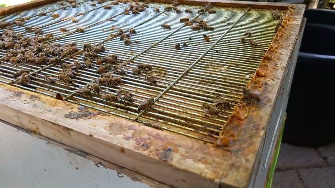 Orange propolis (sticky bee glue made from tree resin) on right edge of queen excluder