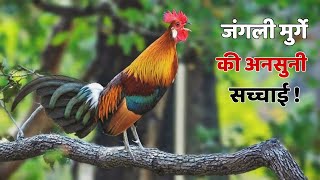 जंगली मुर्गे का वो सच जिसे आप नहीं जानते | Red Junglefowl's Life In Jungle | Wild Cock 