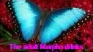 Sienna's Morpho Butterfly Documentary