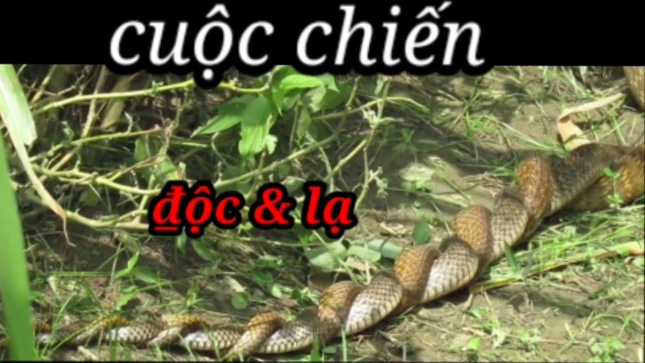 Cuộc chiến không Hồi kết giữa 2 con rắn hổ #hcmt - YouTube