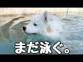 プールが好きすぎる子犬がなかなか上がってきてくれません…😂