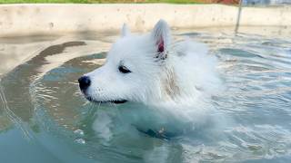 プールが好きすぎる子犬がなかなか上がってきてくれません…😂