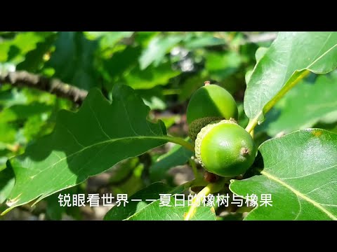 锐眼看世界－－夏日的橡树与橡果