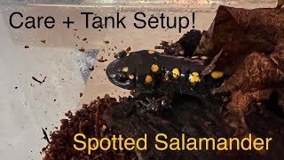 Spotted Salamander Care Guide + Tank Setup