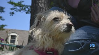 Dog survives snake bite as sightings increase