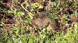 Information Thomomys Bottae - Botha’s Pocket Gopher Update