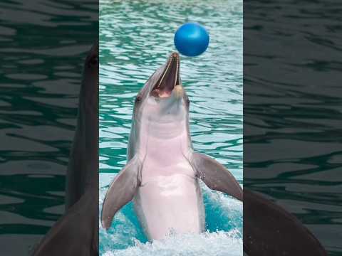 ليه الدولفين اذكي كائن بعد البشر