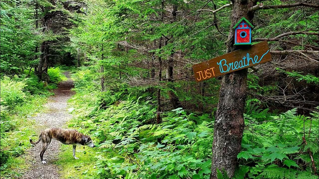 017 Newfoundland... To River of Ponds YouTube