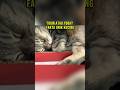 POSISI TIDUR KUCING PALING ANEH! Ternyata Ini Artinya #edukasikucing