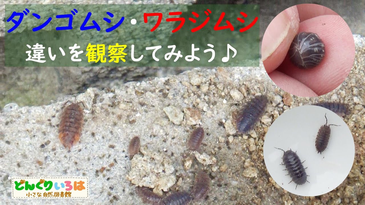 ダンゴムシ・ワラジムシ~違いを観察してみよう♪ - YouTube
