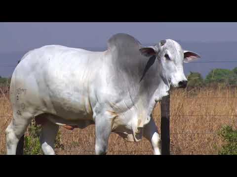 LOTE 24 - 7610 | 42º MEGA LEILÃO ANUAL CARPA TOUROS