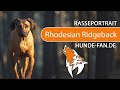 Rhodesian Ridgeback [2018] Rasse, Aussehen & Charakter の動画、YouTube動画。