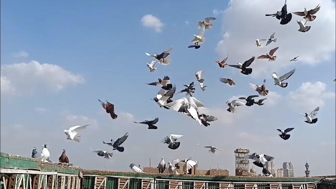 شخشوالي ... طلع بالغلط تعالوا نشوف الي حصل...مع.... اوطة إمبابة 