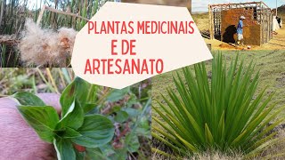 VOCÊ CONHECE A PITEIRA? E A TABOA? Benefícios dessas plantas mais NOVIDADES para os seguidores