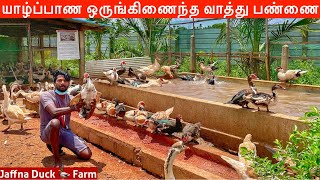 யாழ்ப்பாண ஒருங்கிணைந்த விலங்கு பண்ணை Jaffna Duck Farm Tour | Jaffna Suthan