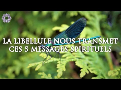 ? LA LIBELLULE NOUS TRANSMET CES 5 MESSAGES SPIRITUELS